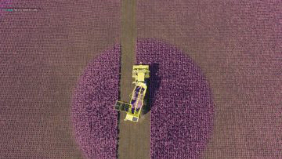 FS19 Carrots, onions and cabbage crops v1.7