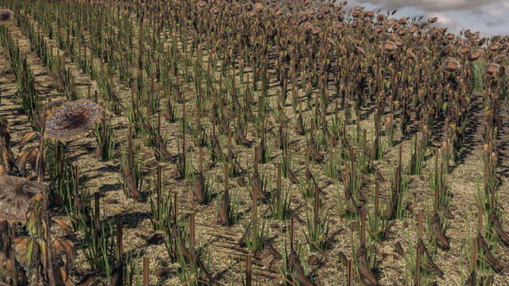 Trending mods today: FS19 Sunflower Texture v1.0.0.0