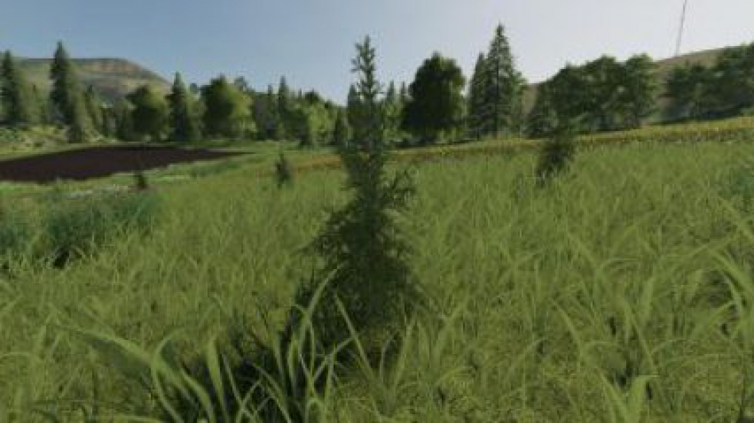 FS19 Plantable Spruce Trees v1.0.0.0