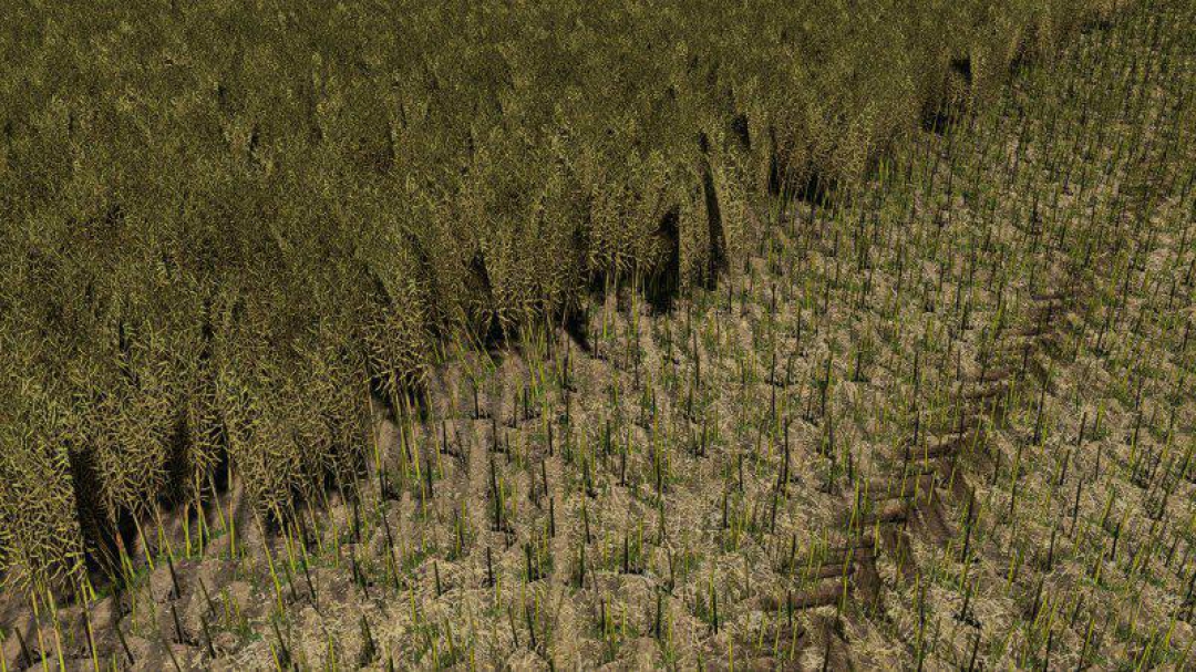 CANOLA TEXTURE v1.0.0.0