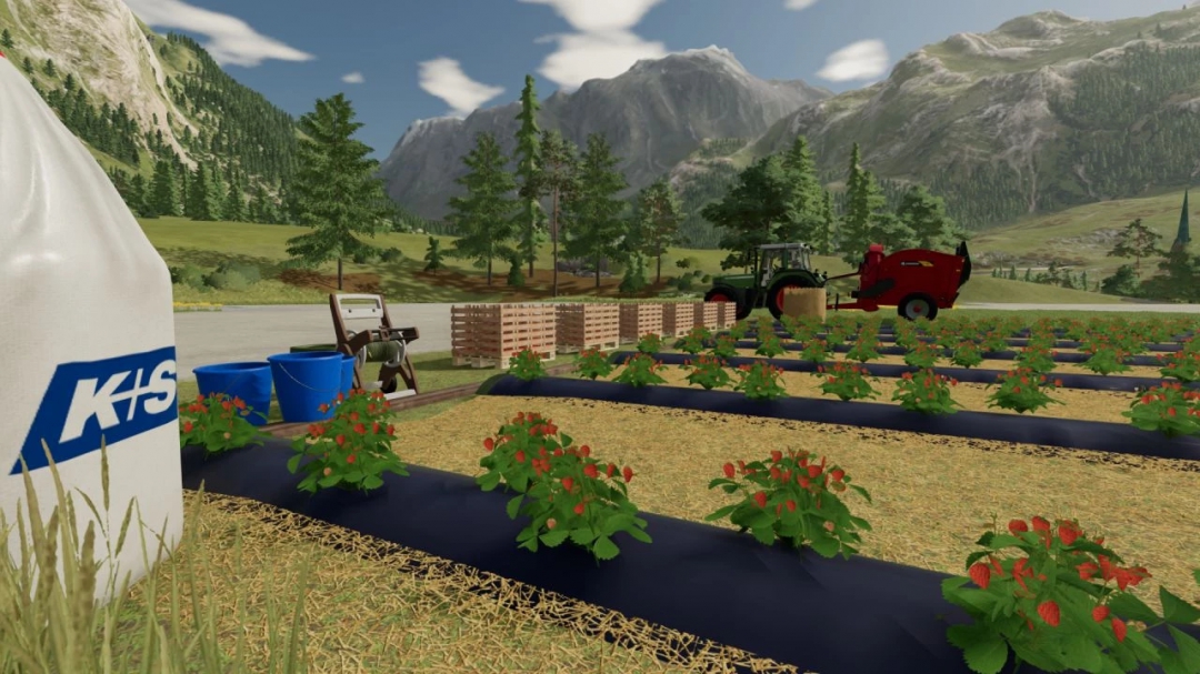 Open field strawberries v1.1.1.2