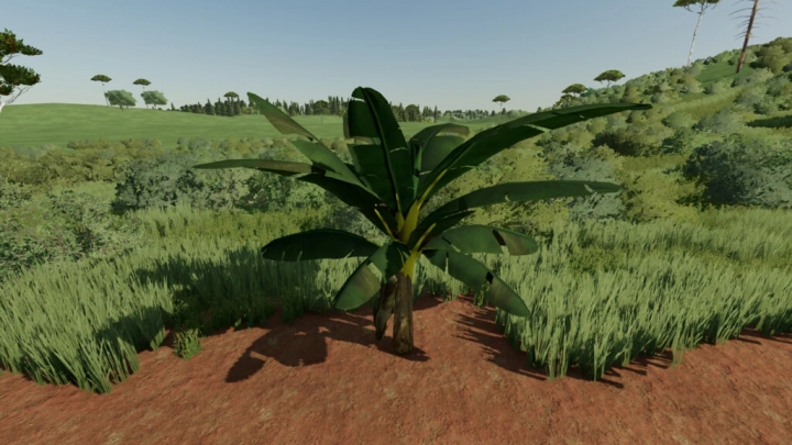 Image: Banana Tree v1.0.0.0 0