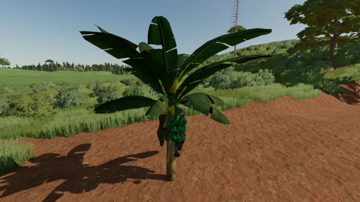 Image: Banana Tree v1.0.0.0 3