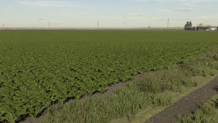 fs22-mods, Sugar beet textures v1.0.0.0