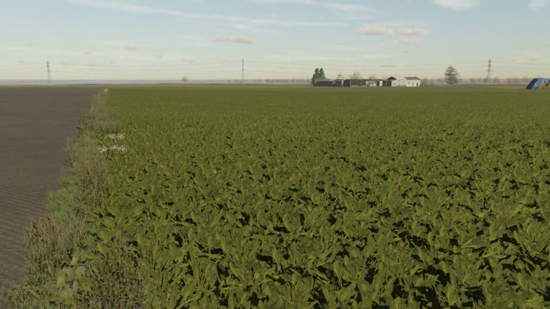 Sugar beet textures v1.0.0.0