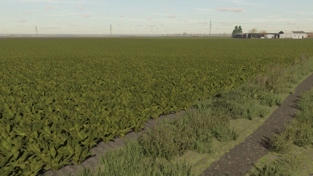 Sugar beet textures v1.0.0.0