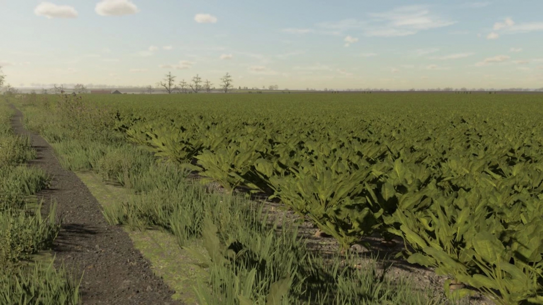 Sugar beet textures v1.0.0.0