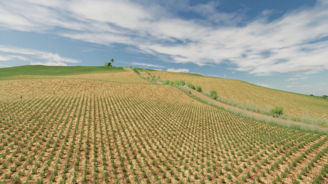 Sprawling field on Canarinho Farm mod in FS22, with young crops in neat rows under a blue sky.