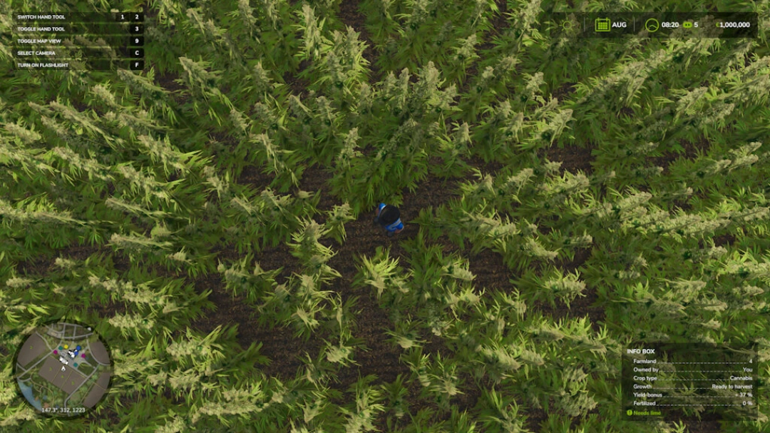 Top view of a cannabis field in FS25 Riverbend Springs mod. Player character visible among the crops.