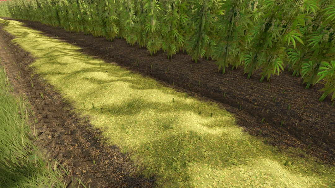 FS25 mod Riverbend Springs Cannabis Edition shows lush cannabis plants in a cultivated field.