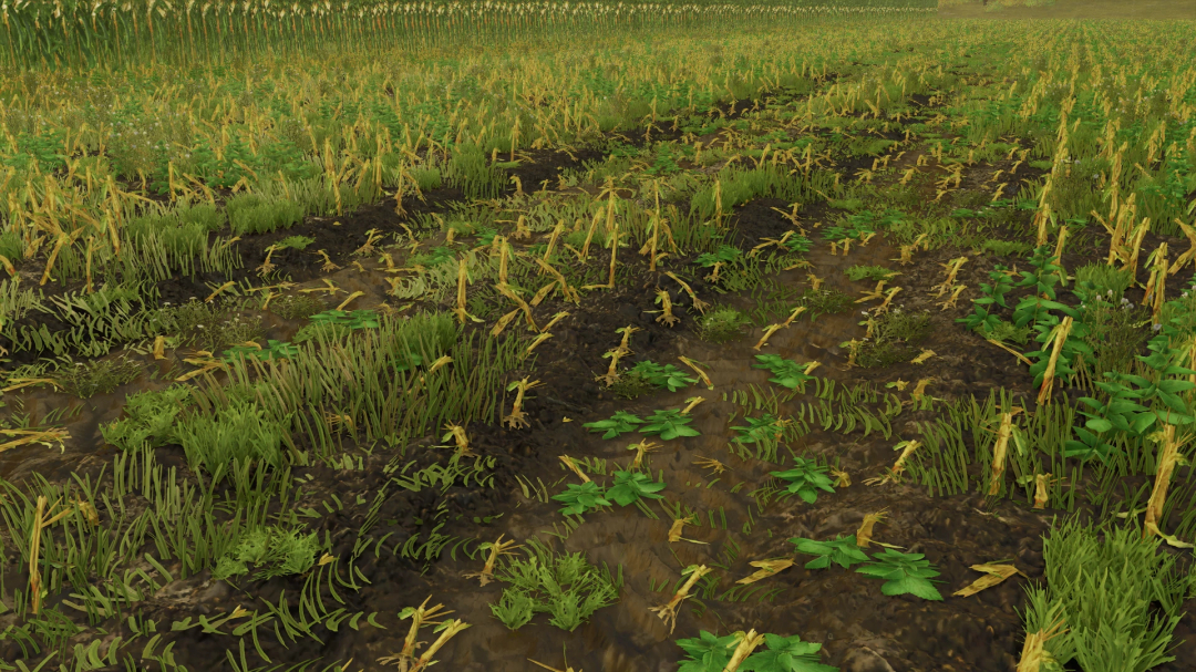 Detailed maize field texture mod in FS25 game, version 1.0.0.0.