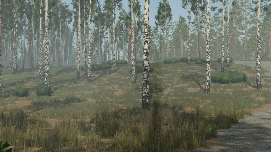 Dense birch forest in FS25 mod Pinewood Forest v1.1.0.0 with grassy terrain.