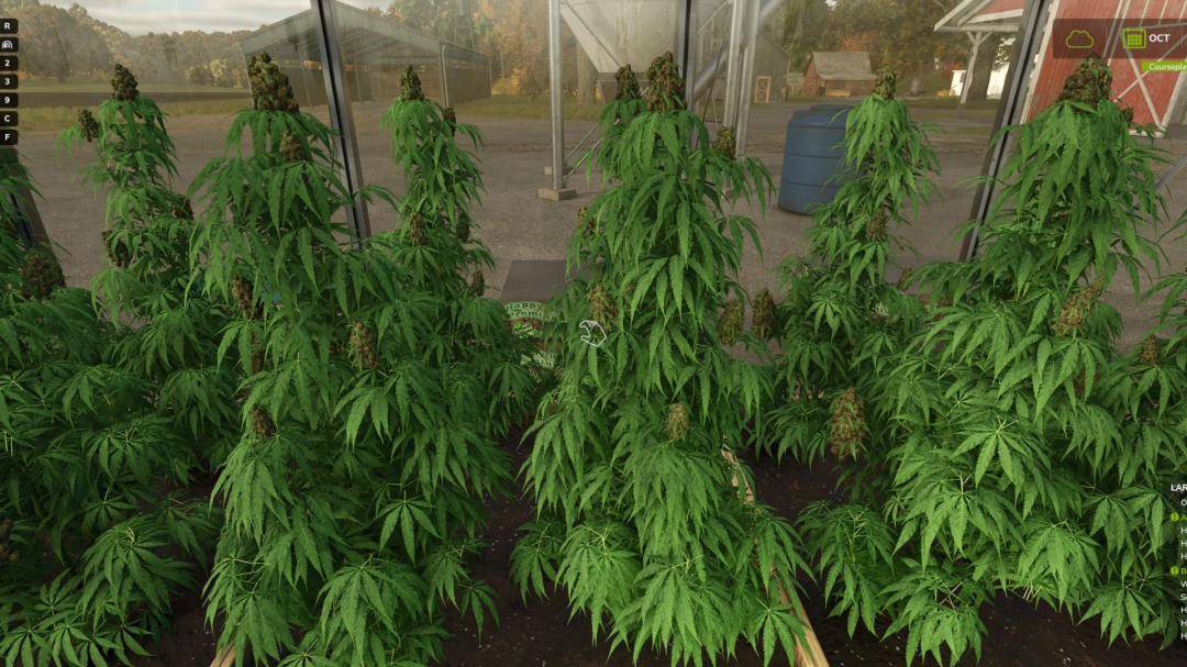 FS25 mods Hemp Production System v1.5.1.0 showing detailed hemp plants in a greenhouse setting.