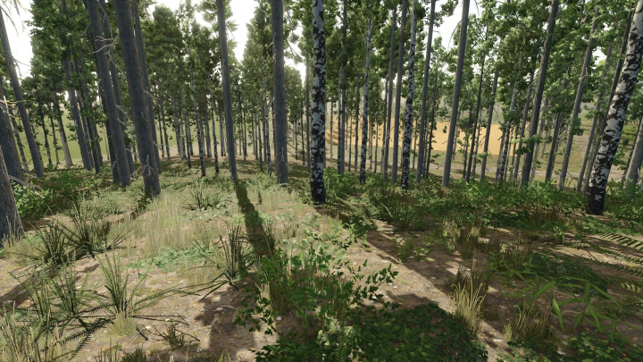 fs25-mods, Dense forest scene in Old Kiwi Farm mod for Farming Simulator 25, showcasing lush greenery and tall trees.