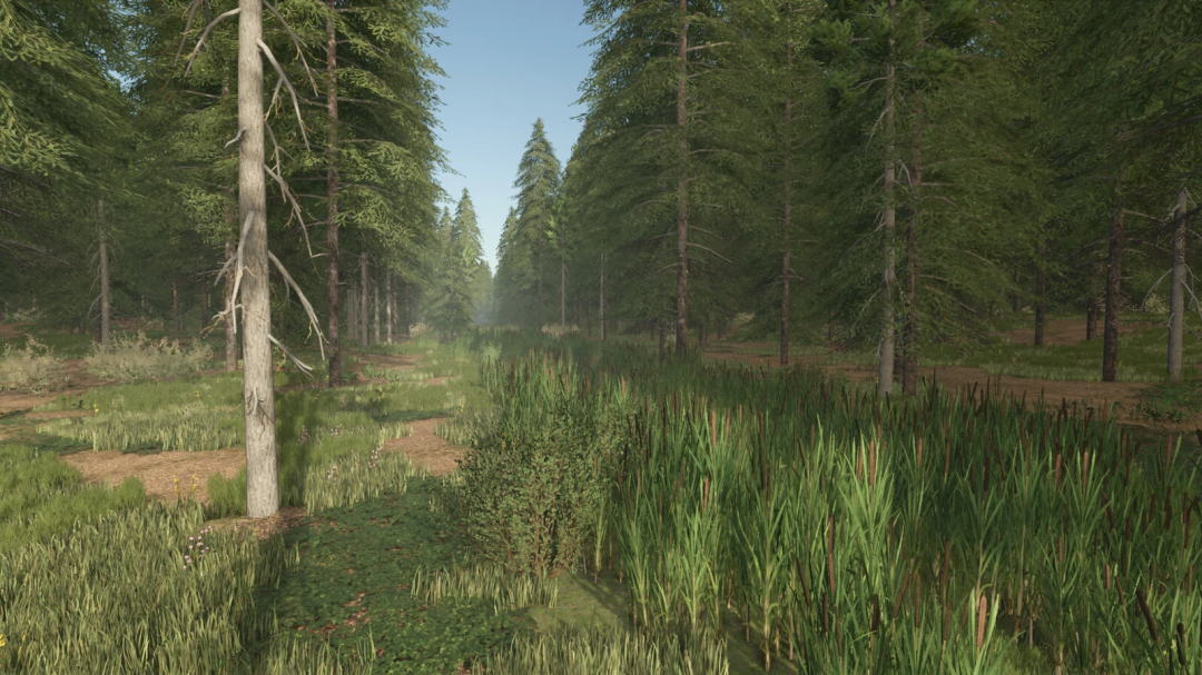 Forest area in Tässi Farm mod for FS25, showing tall trees and lush greenery.