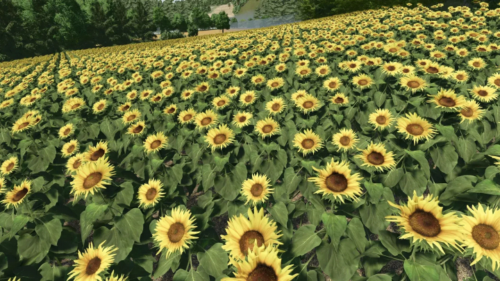 fs25-mods,  Vibrant sunflower field in FS25 Sunflower Texture mod.