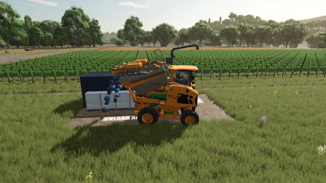 Farming Simulator 25 mod: Harvester unloading blueberries into storage with grape and olive storage mod.