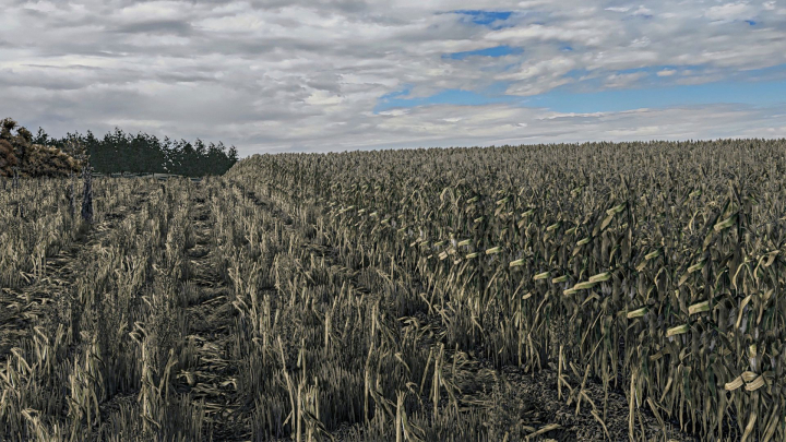 fs25-mods,  Corn Texture New Gen 2 V1.0