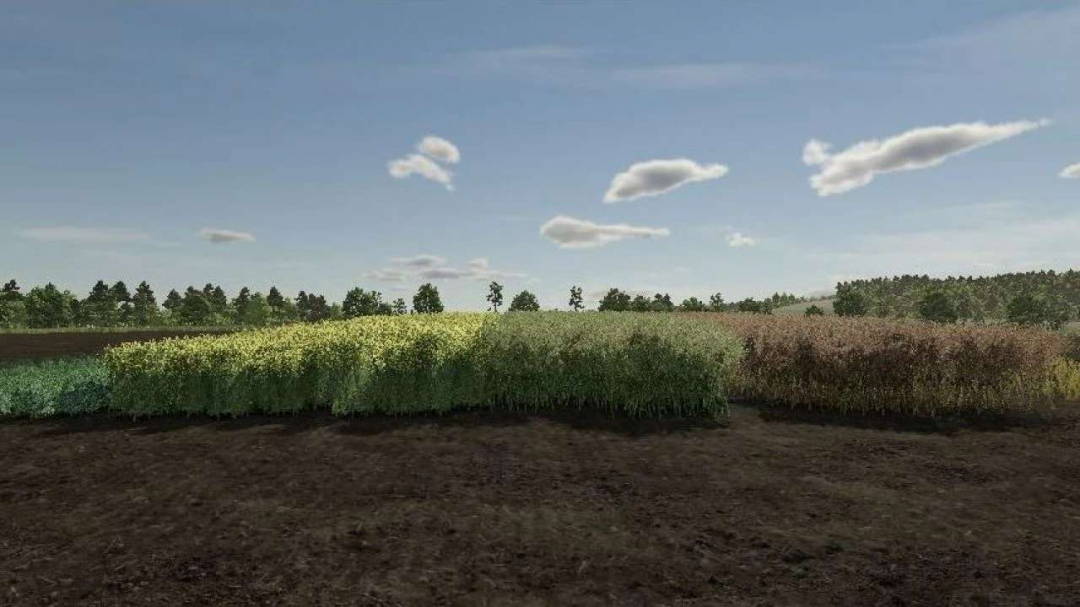 Realistic Canola Growth Cycle in Europe v1.0