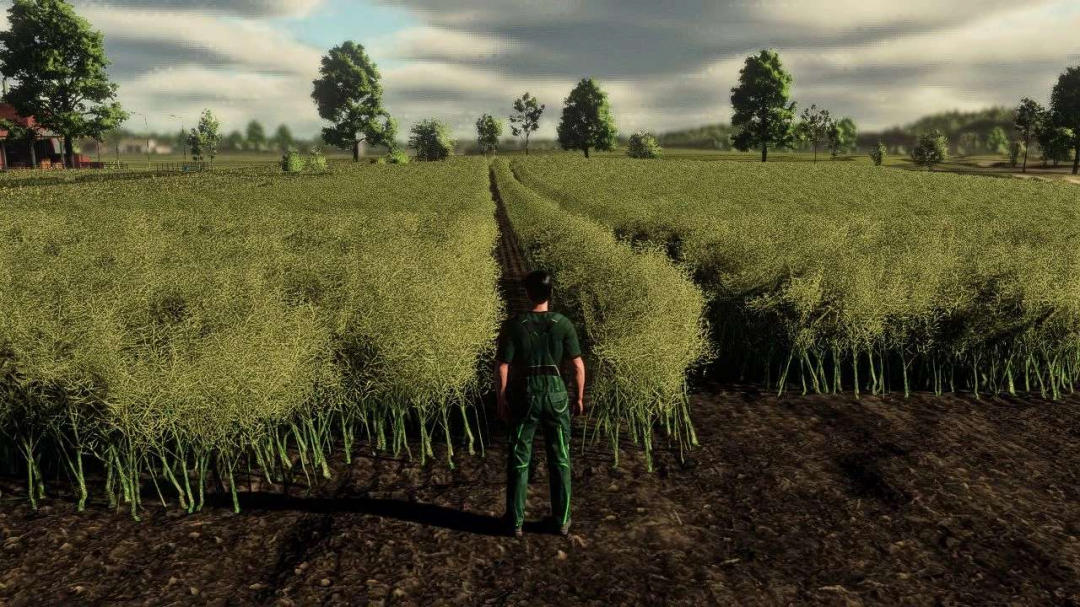 Realistic Canola Growth Cycle in Europe v1.0