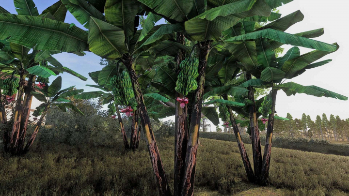 fs25-mods,  Banana tree v1.0