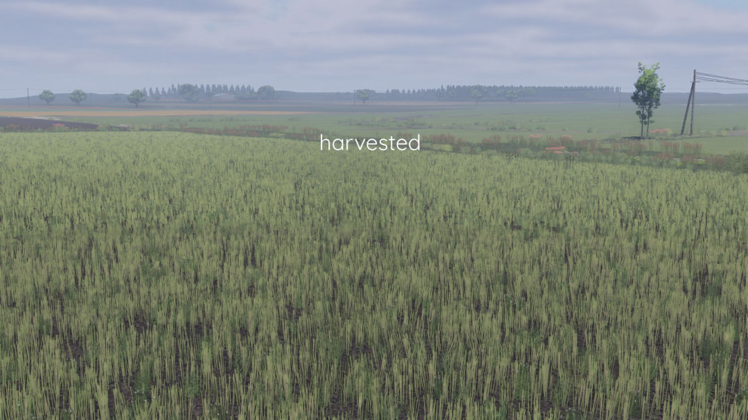 Better canola texture V1.0