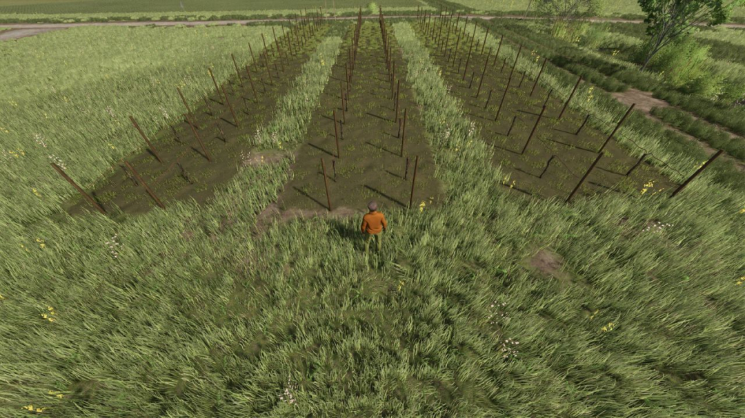 Narrow Vines And Olives (2 And 2.50) V1.0