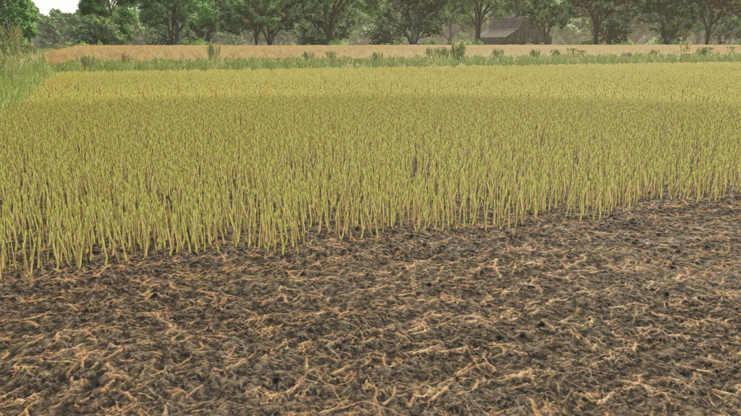 Canola foliages textures V1.0