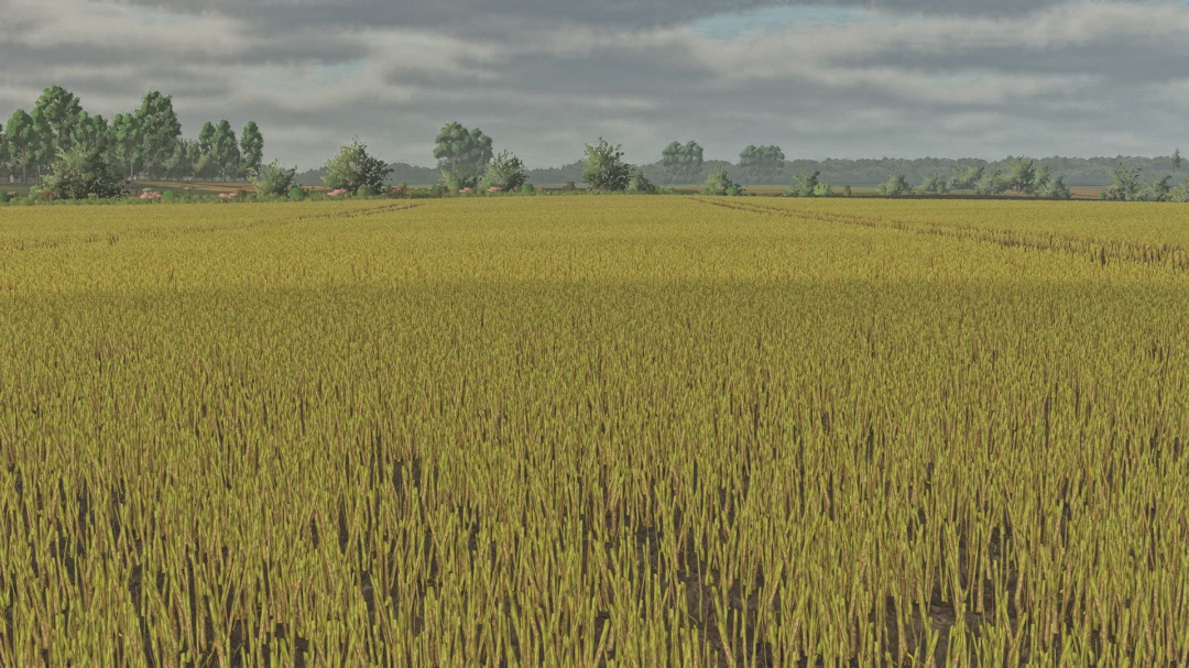 Canola foliages textures V1.0