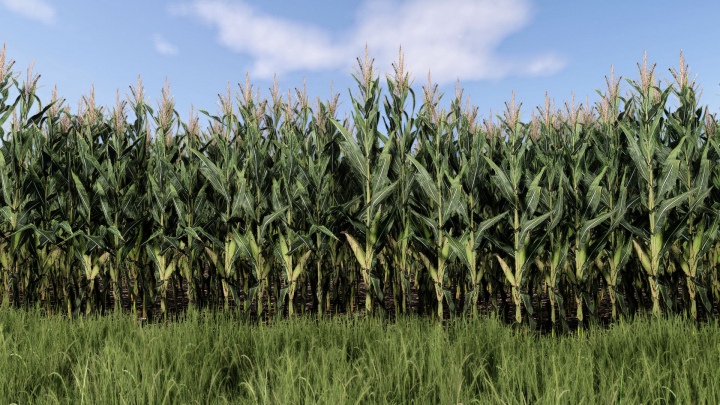 fs25-mods,  Maize Texture V1.0