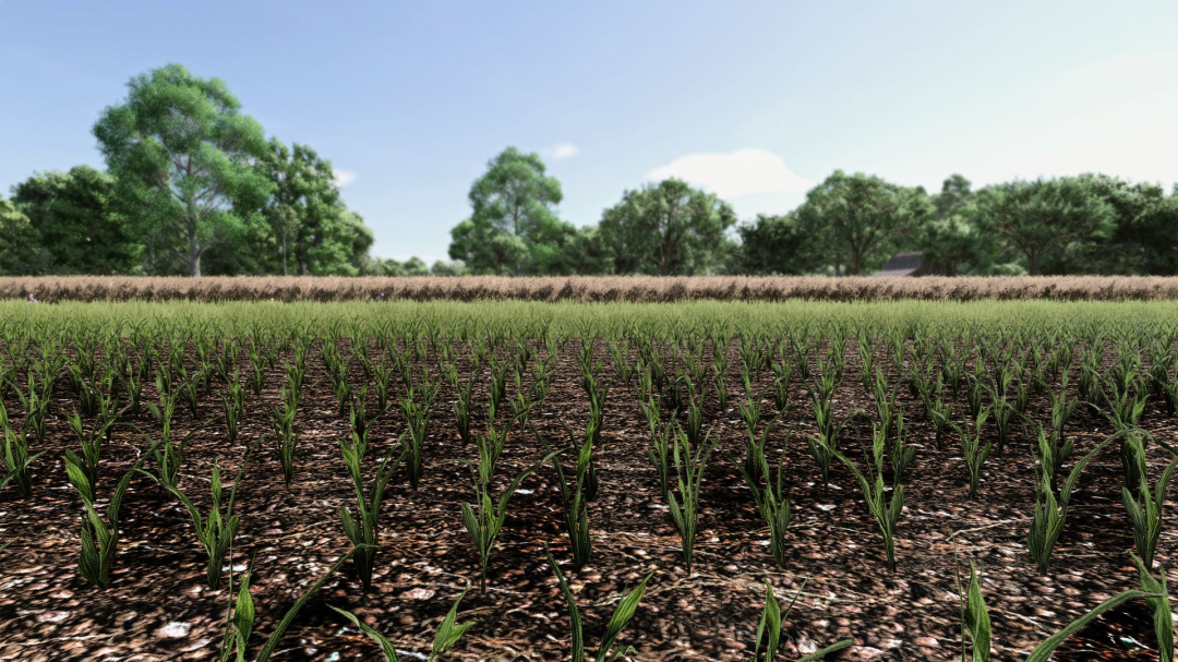 Maize Texture V1.0