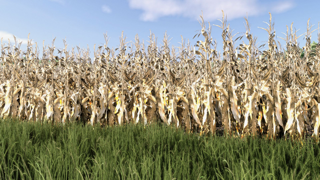 Maize Texture V1.0