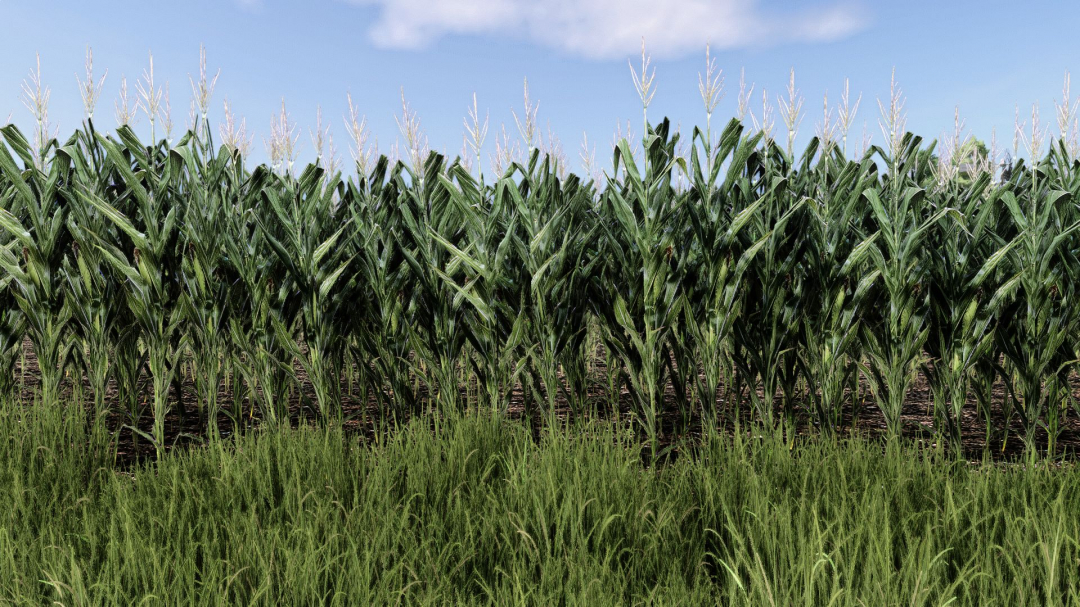 Maize Texture V1.0