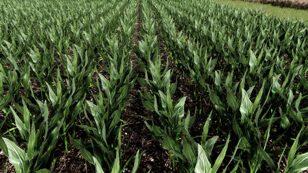 Maize Texture V1.0