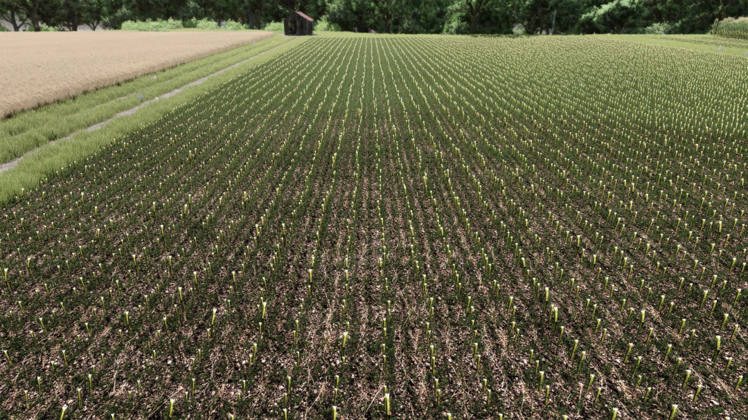Maize Texture V1.0