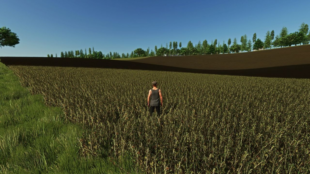 Fababean – broad beans (Prefab) V1.0