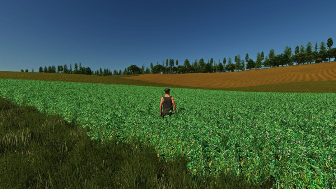 Fababean – broad beans (Prefab) V1.0