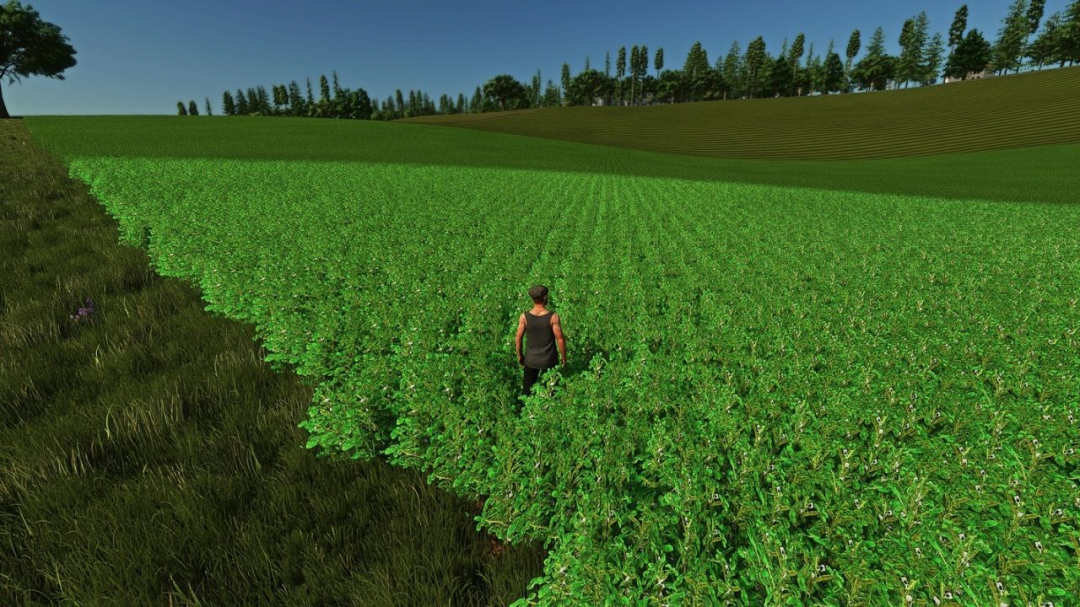 Fababean – broad beans (Prefab) V1.0