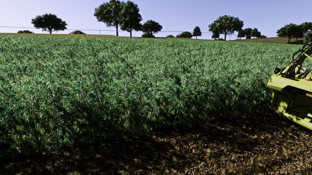 Fababean – broad beans (Prefab) V1.0