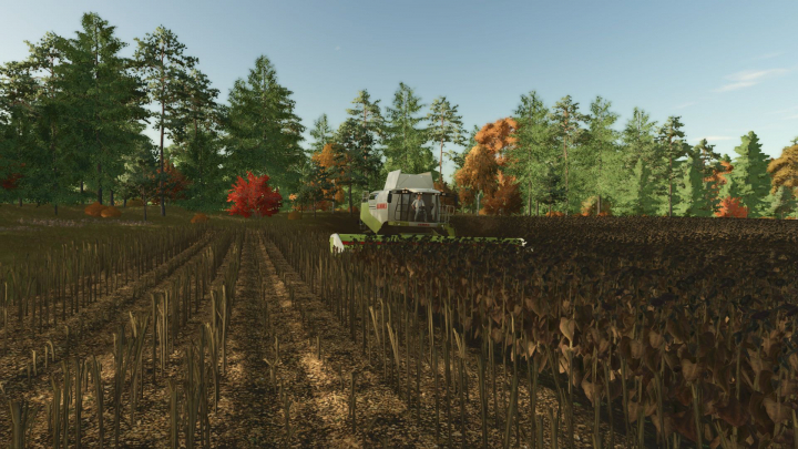 fs25-mods,  High-resolution texture of cut sunflower V1.0