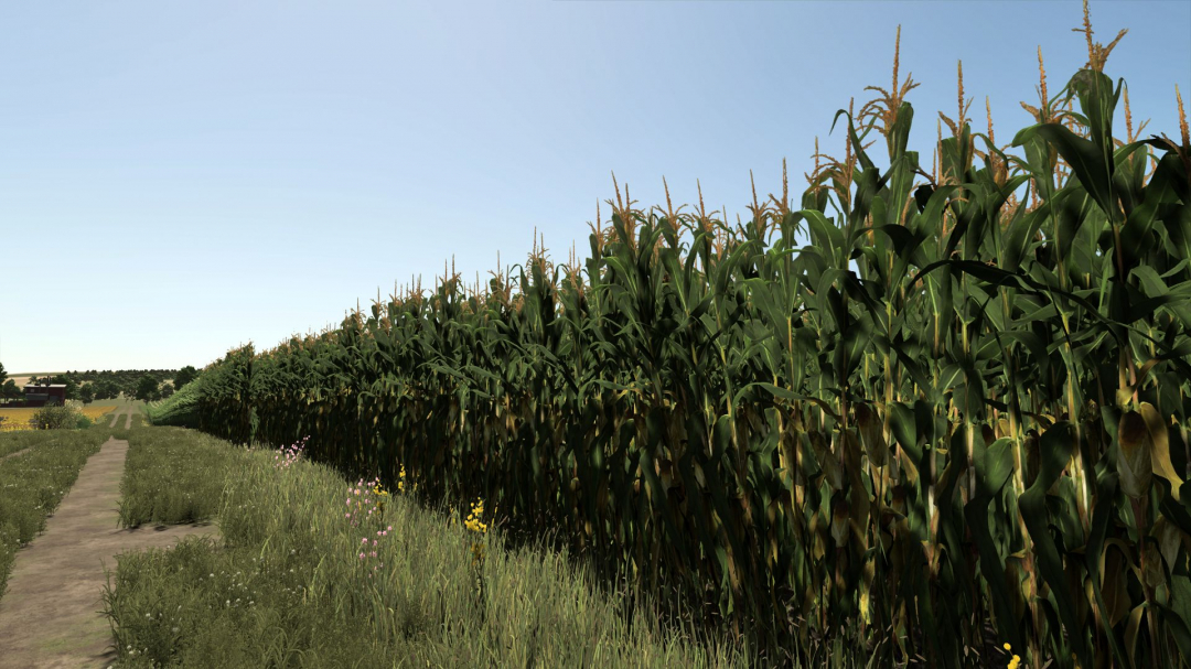 Improved corn plants V1.0.0.2