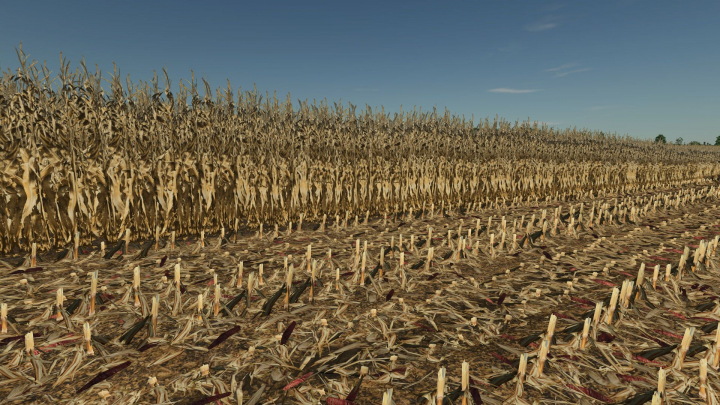 fs25-mods,  Realistic dry corn texture V1.0