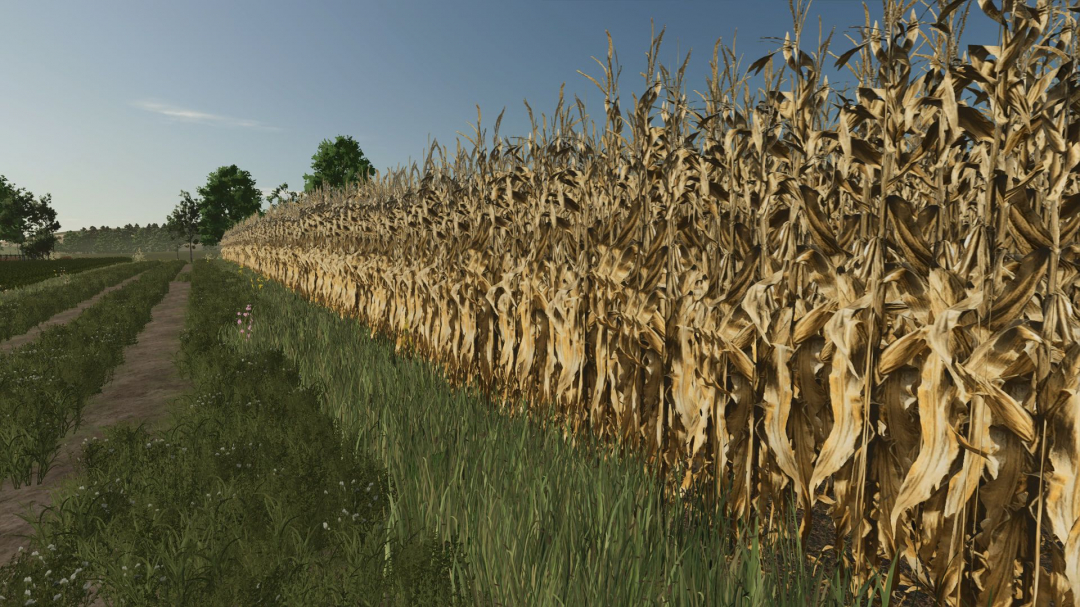 Realistic dry corn texture V1.0