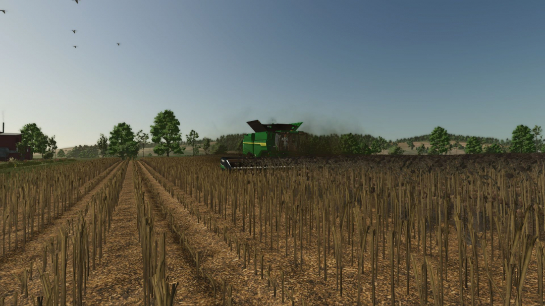 High-resolution texture of cut sunflower V1.2