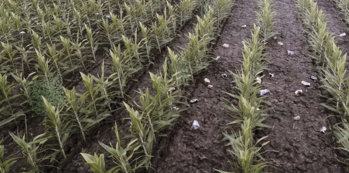 fs25-mods,  Weeds After Plowing v1.0